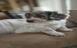 Cockapoo dogs for sale: 8 gorgeous cockapoo puppies - Advert 4