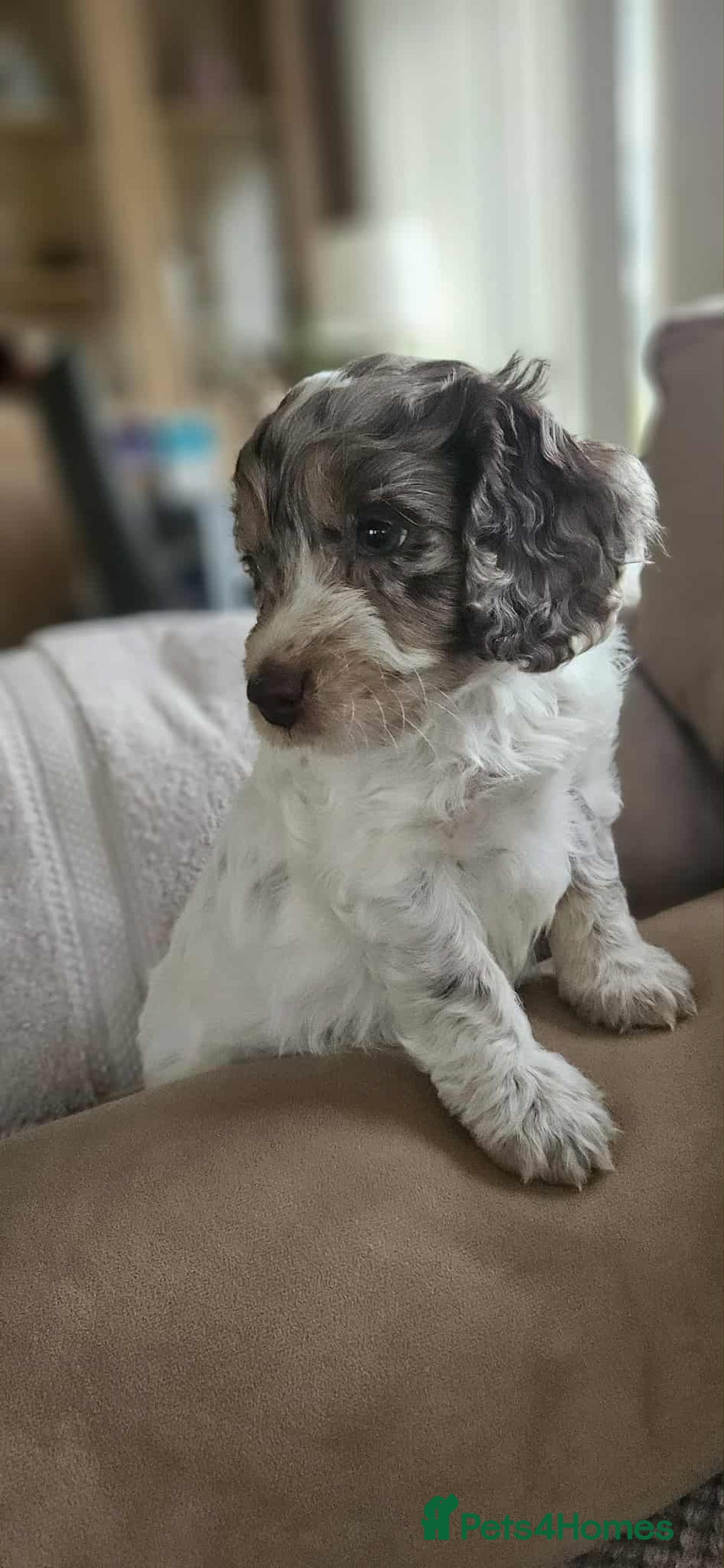 Cockapoo dogs for sale: 8 gorgeous cockapoo puppies - Advert 4