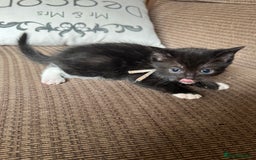 Mixed Breed cats for sale: British shorthair/ Ragdoll cross - Image 4
