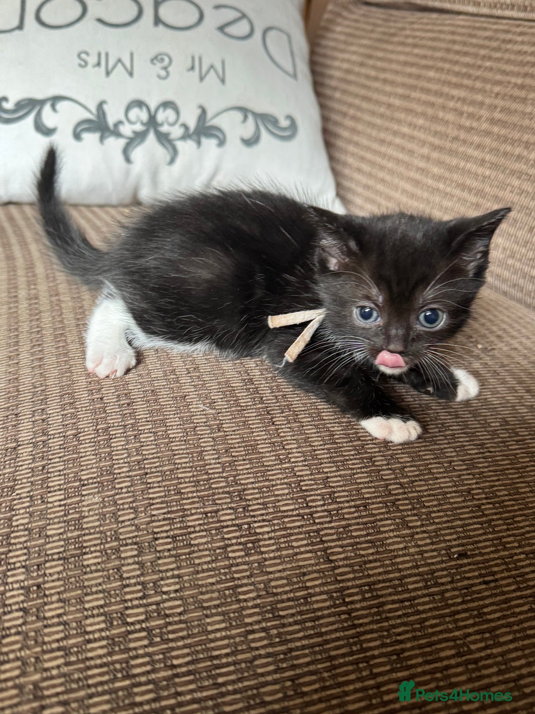 Mixed Breed cats for sale: British shorthair/ Ragdoll cross - Image 4