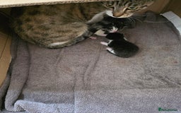 Mixed Breed cats for sale: Part Bengal boys looking for forever homes to love - Image 7