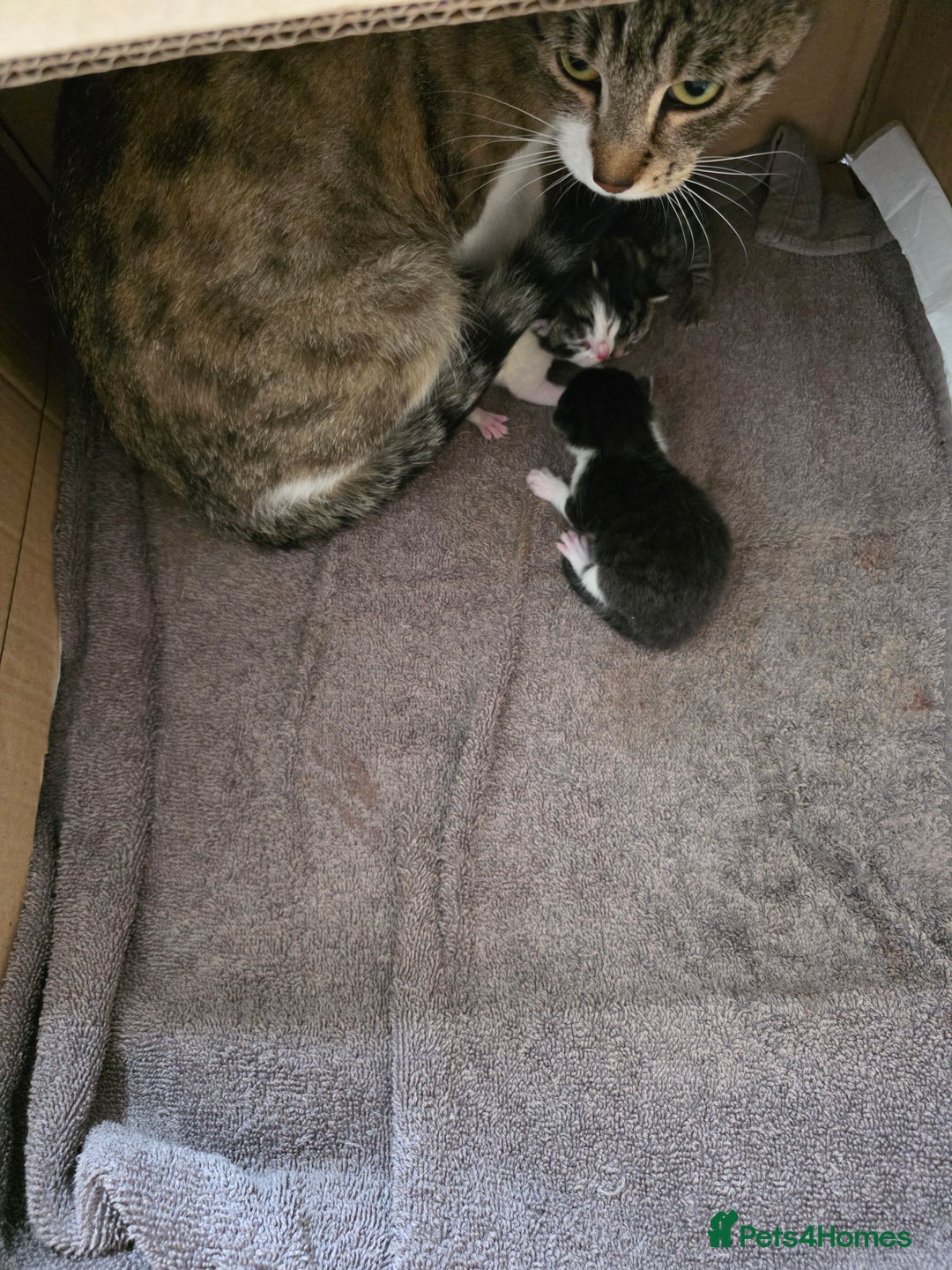 Mixed Breed cats for sale: Part Bengal boys looking for forever homes to love - Image 7