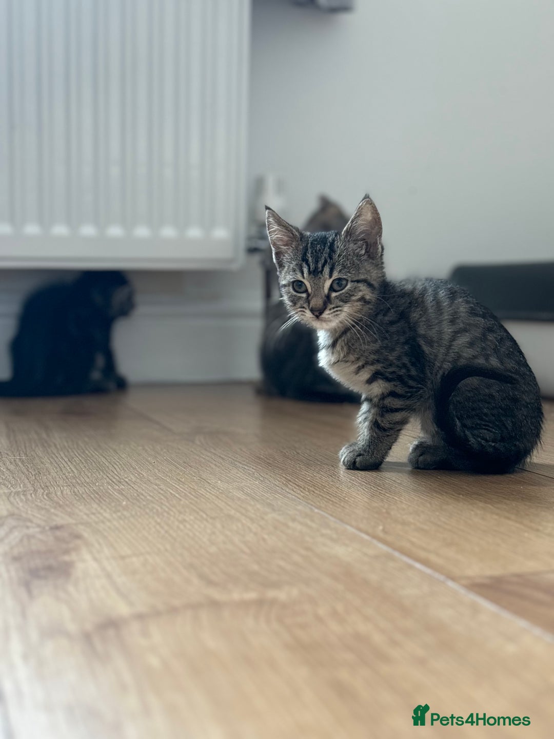 Maine Coon cats for sale: 🌟 5 Adorable Kittens Ready For 4ever Home🌟 - Advert 19