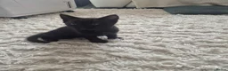 Mixed Breed cats for sale: 2 Boy Kittens in Mitcham - Advert 9