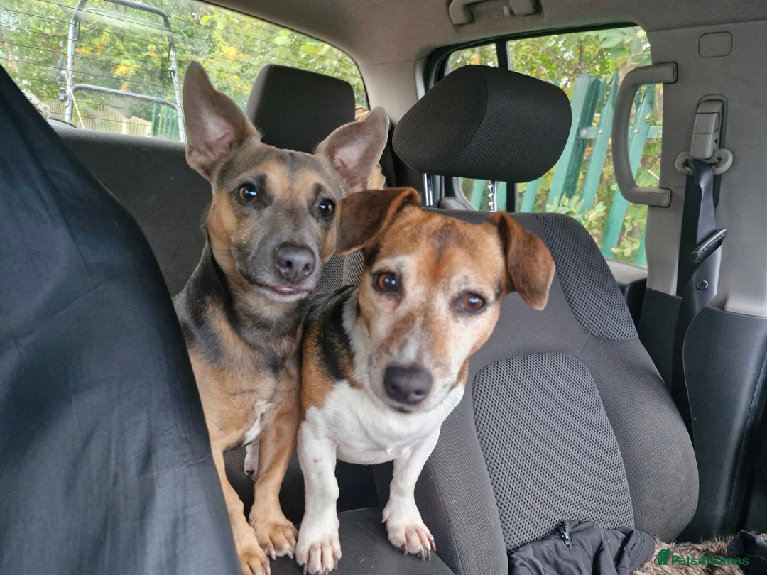 Jack Russell dogs for stud: Blue/lilac JACK russell stud  - Advert 6