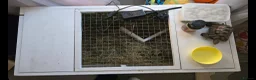 Tortoise reptiles for sale: Tortoise FREE to a good home  in Widnes - Advert 4