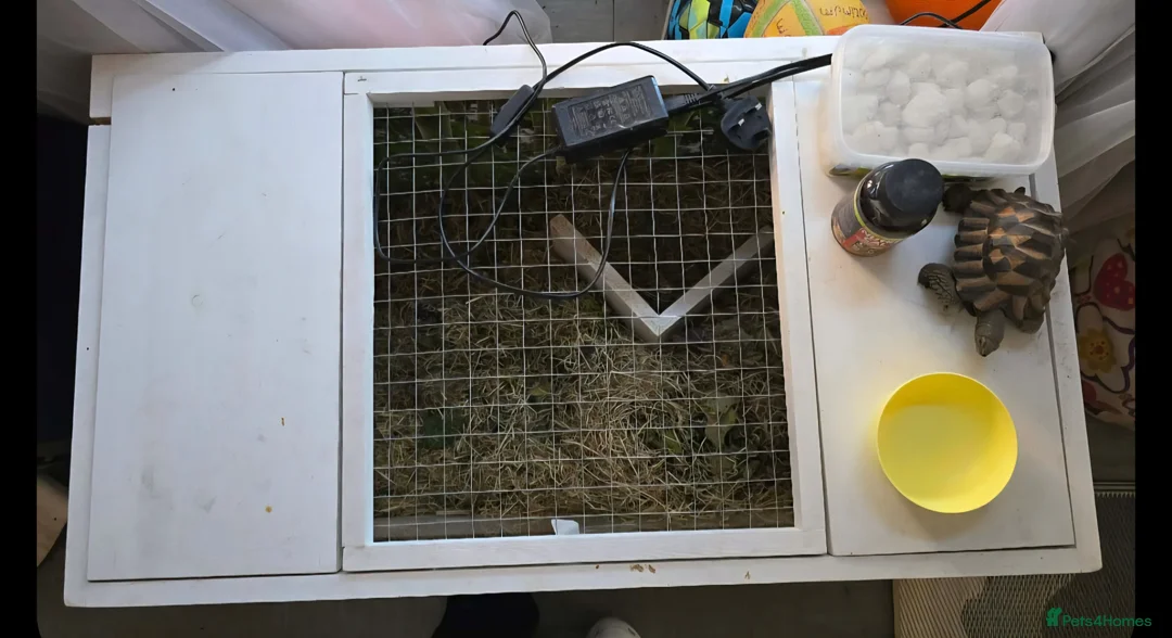 Tortoise reptiles for sale: Tortoise FREE to a good home  in Widnes - Advert 4