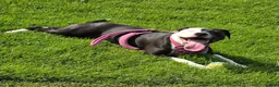 Staffordshire Bull Terrier dogs for sale: Luna  - Advert 3