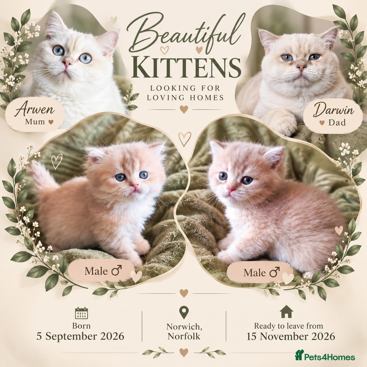 British Shorthair cats Golden cy12 British Shorthair Boys – Vet Raised - Advert 1