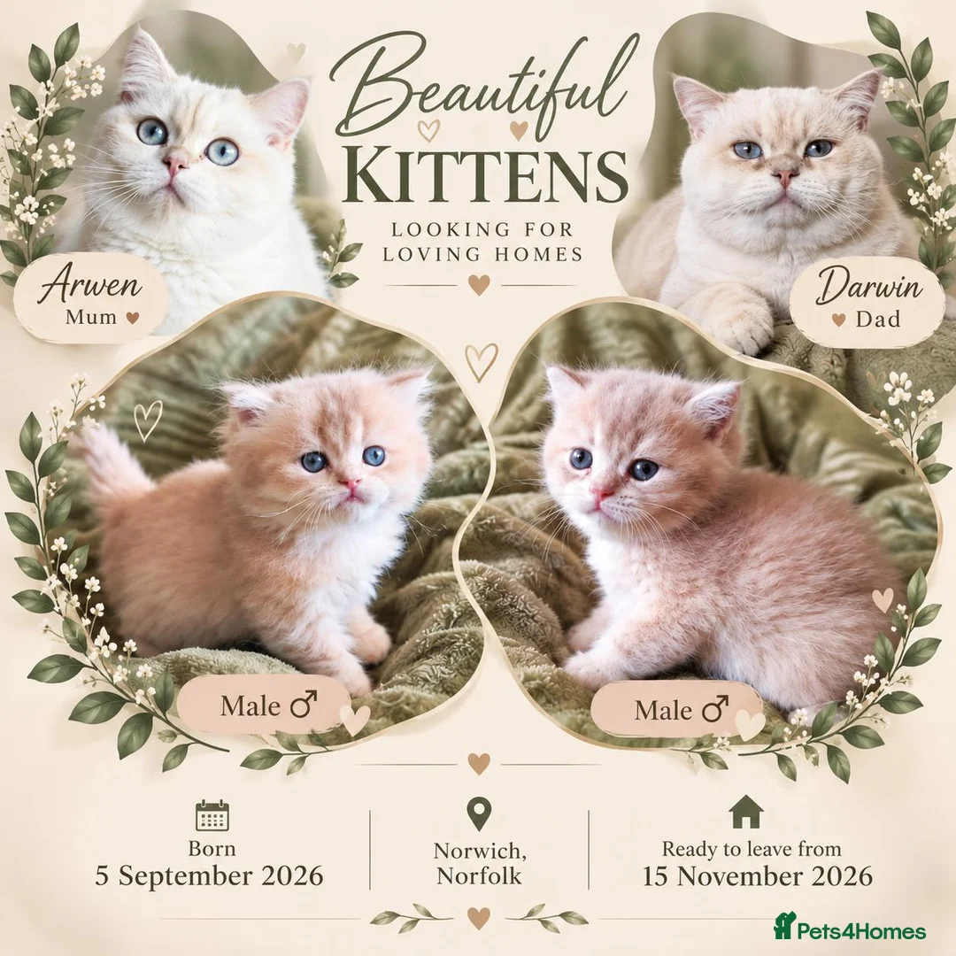 British Shorthair cats for sale: Golden cy12 British Shorthair Boys – Vet Raised in Norwich - Advert 1