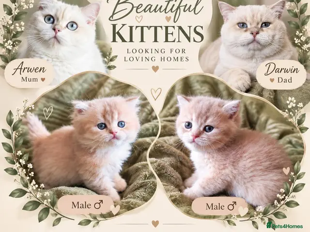 British Shorthair cats Golden cy12 British Shorthair Boys – Vet Raised - Advert 1