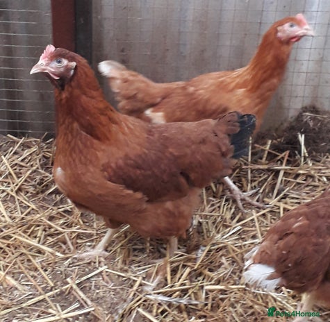 Chickens poultry - Advert 15