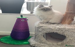 Ragdoll cats for sale: 1 Beautiful Purebred Male Ragdoll Kitten - Advert 3