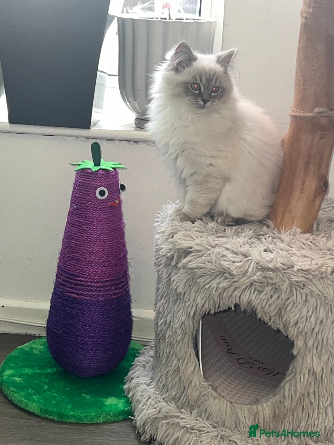 Ragdoll cats for sale: 1 Beautiful Purebred Male Ragdoll Kitten - Advert 3