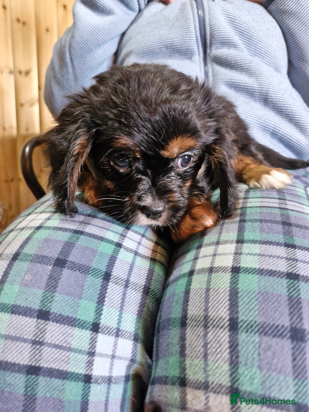 Cavalier King Charles Spaniel dogs for sale: KC Cavalier King Charles ÐNA tested parents  - Image 23