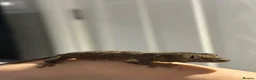 Gecko reptiles for sale: Chahoua Gecko - Advert 4