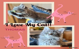 Maine Coon cats for sale: Ready NOW! TICA splendid Maine Coon - Image 28