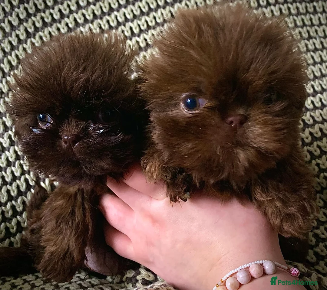 Shih Tzu dogs for sale: Beautiful baby shitzus  - Advert 6