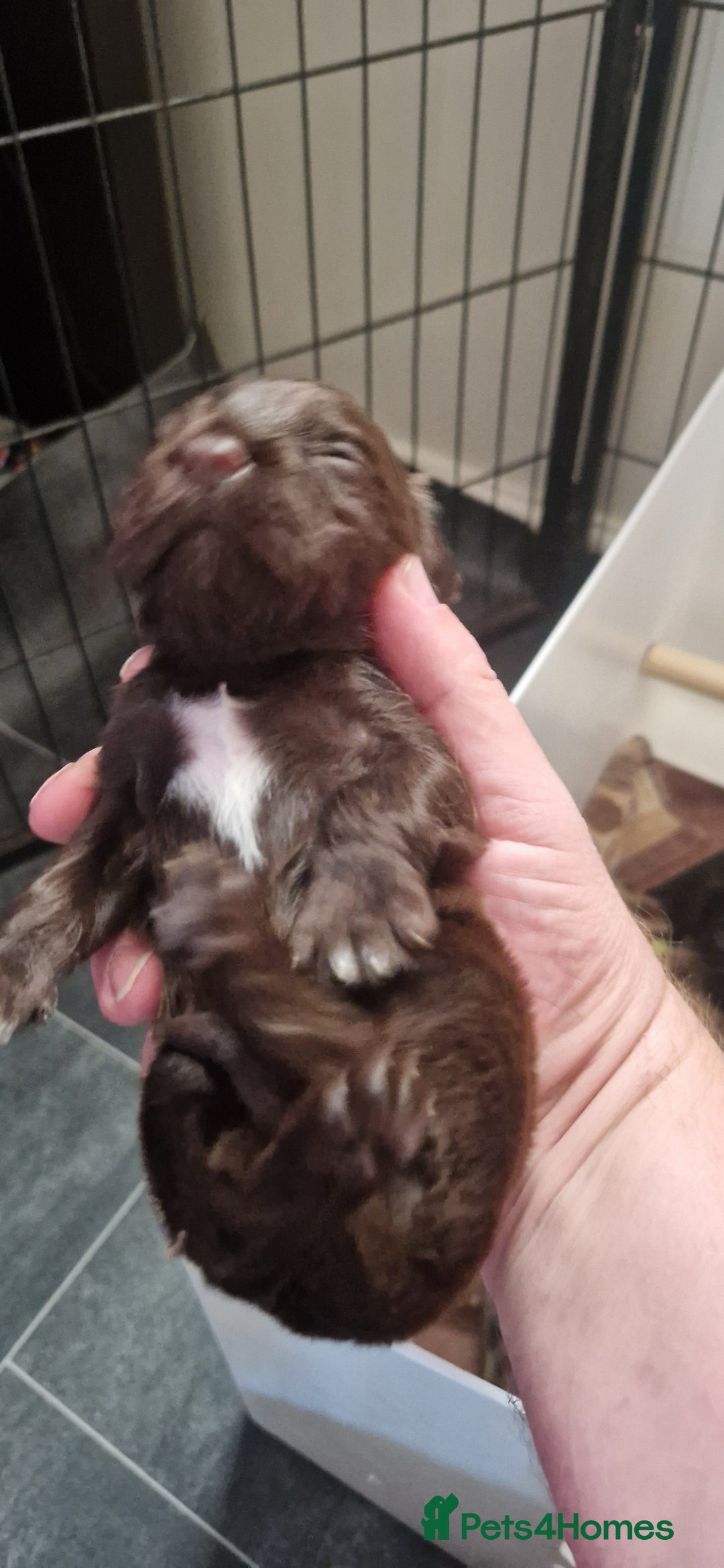 Cocker Spaniel dogs for sale: Cocker Puppies - Image 6