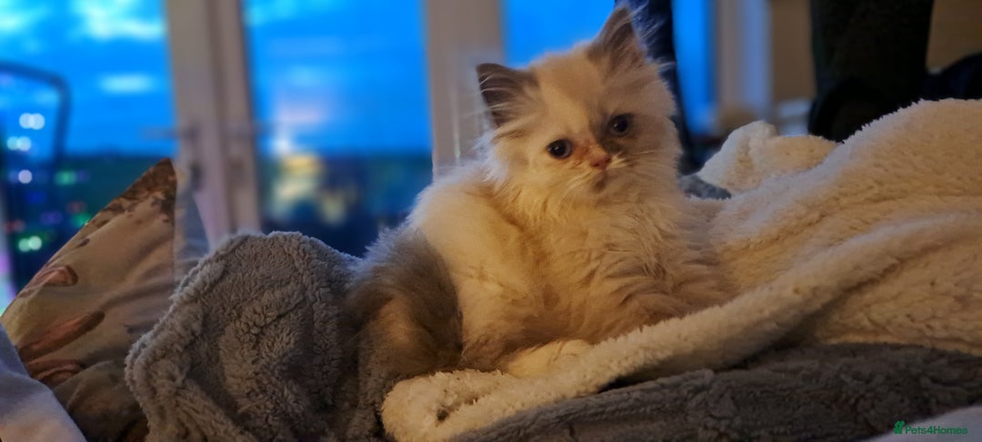 Ragdoll cats for sale: 2 ragdoll cross persian kittens - Advert 16