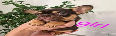 French Bulldog 7