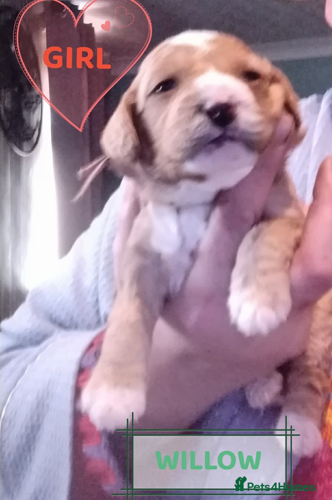 Mixed Breed dogs for sale: Adorable Maltipoo/Cockapoo Puppies - Advert 14