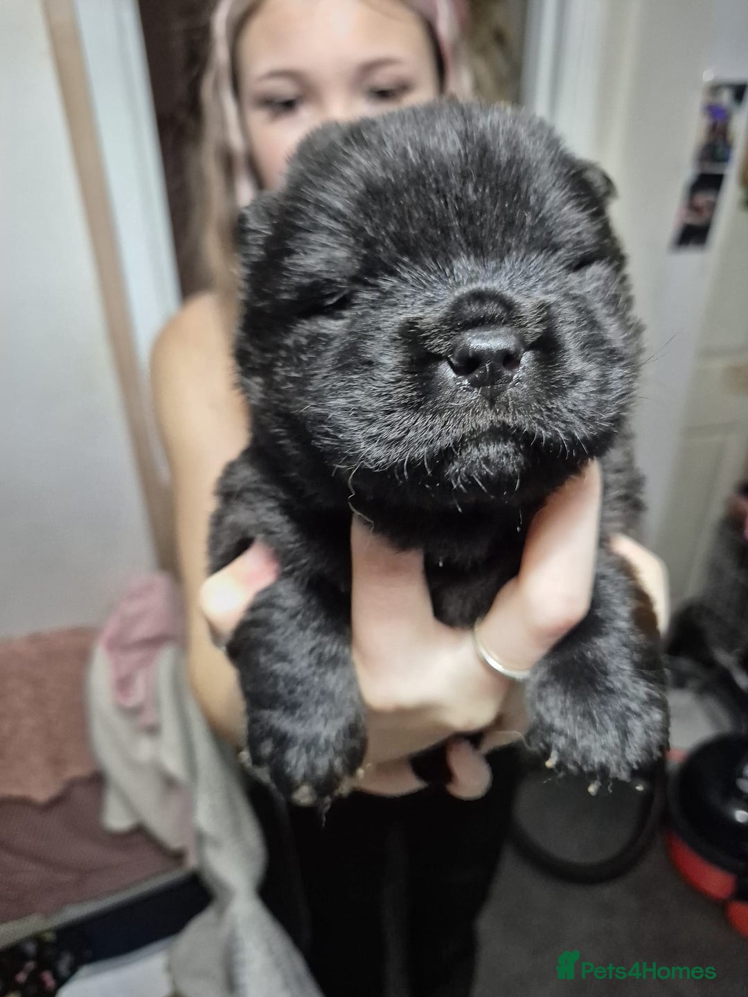 Chow Chow dogs for sale: Beautifull teddybear chow chows - Advert 8
