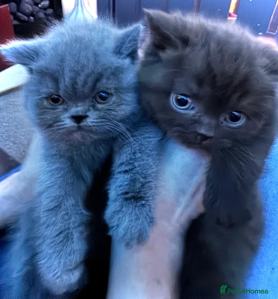 British Shorthair cats for sale: British Blue British Shorthair girl available - Advert 7