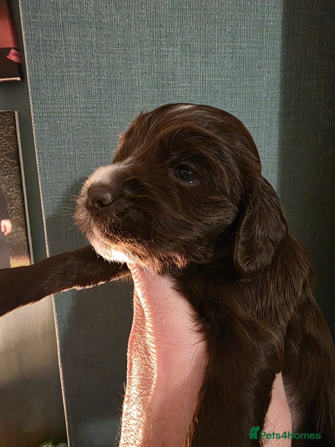 Cocker Spaniel dogs for sale: Choc roan cocker spaniel pups  - Advert 19
