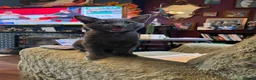 Oriental cats for sale: “BEAUTY” SLINKY BLUE/GREY SIAMESE X RAGDOLL KITTEN - Advert 10