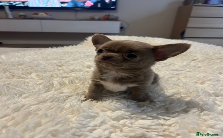 Chihuahua dogs - Advert 8