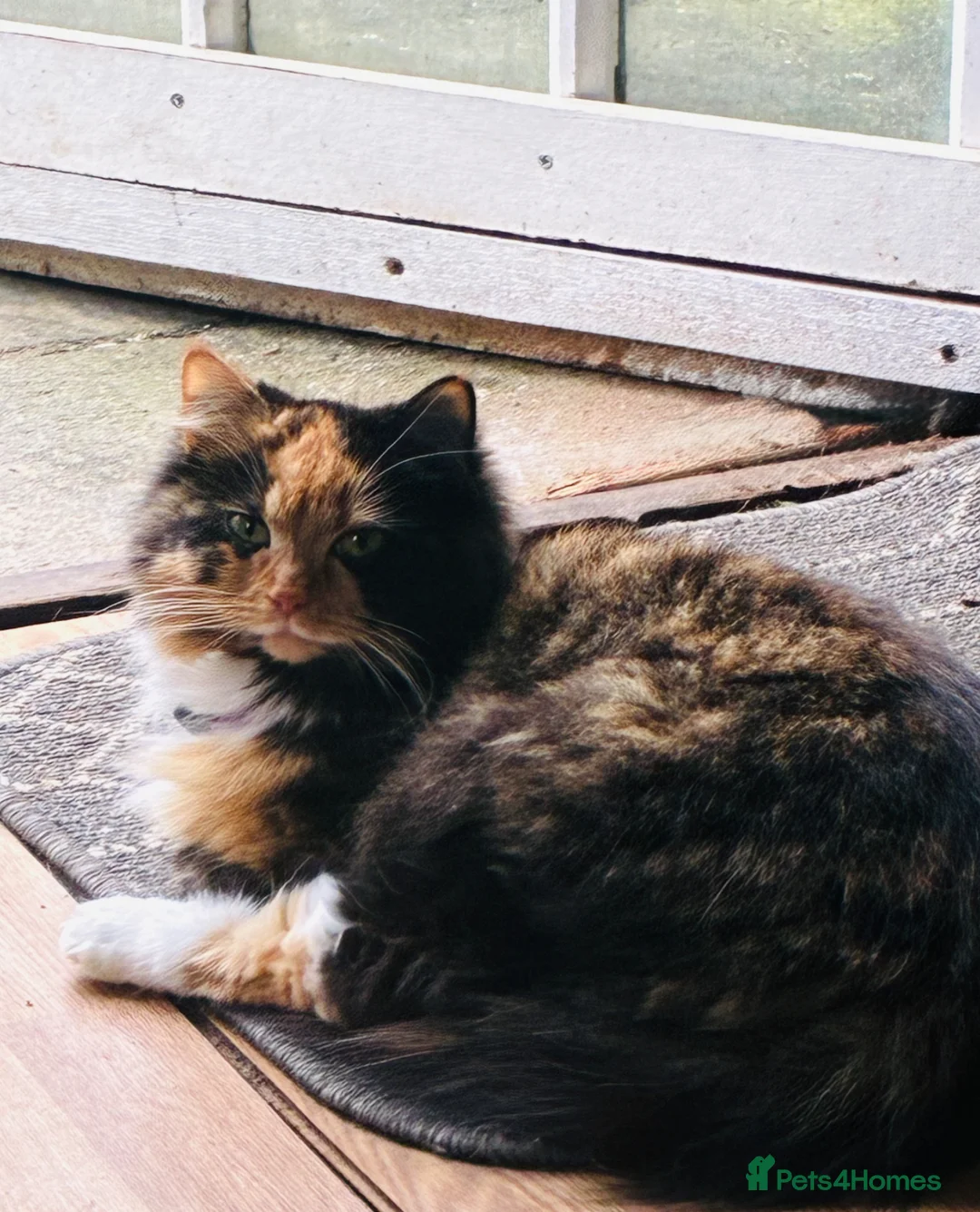 Mixed Breed cats for sale: Mixed breed kittens in Barnstaple - Advert 9