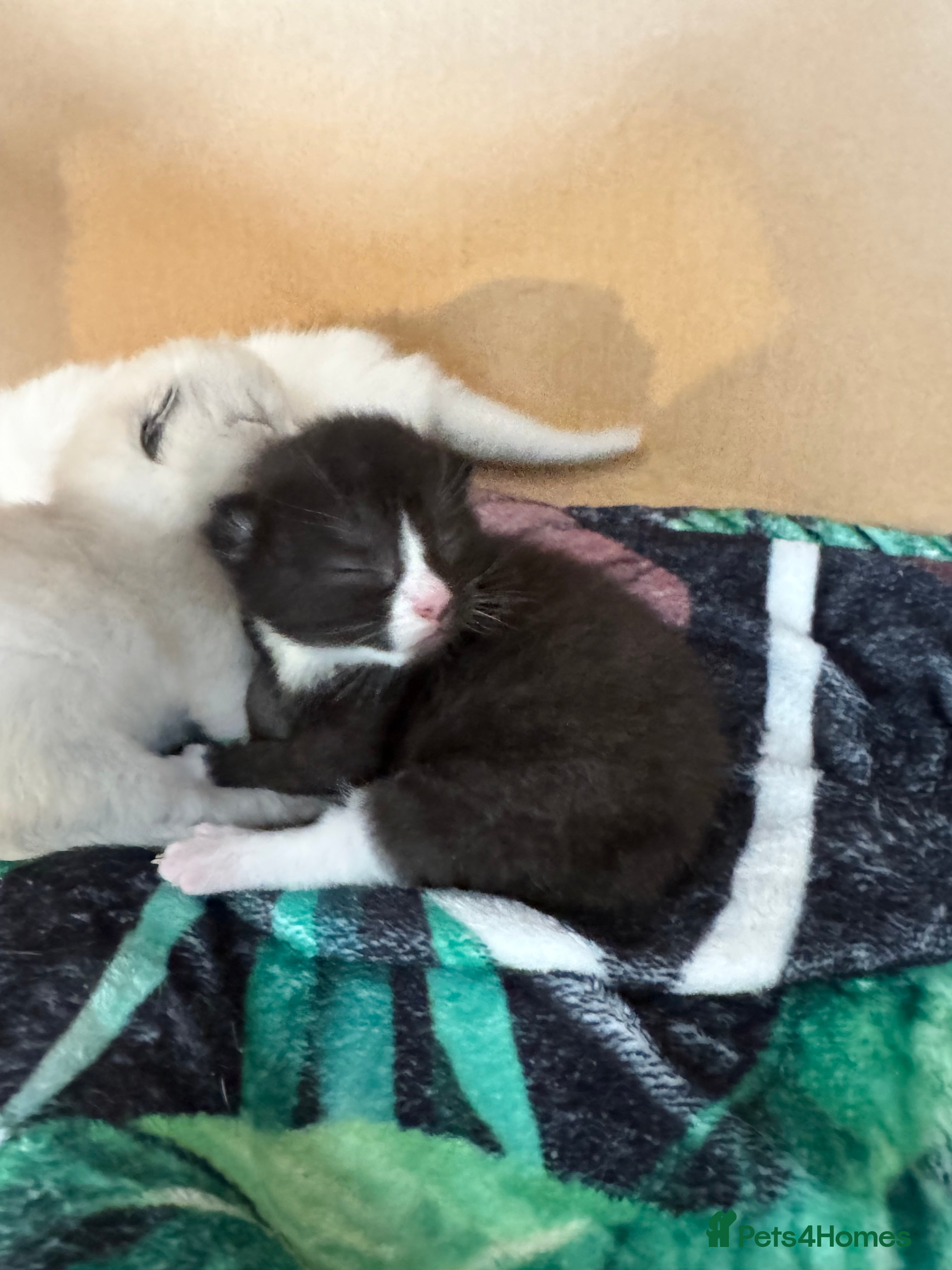 Siamese cats Siamese stunners  - Advert 2