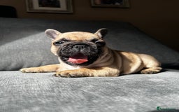 French Bulldog dogs for sale: KC wonderful French Bulldog puppies🐾 - Image 13