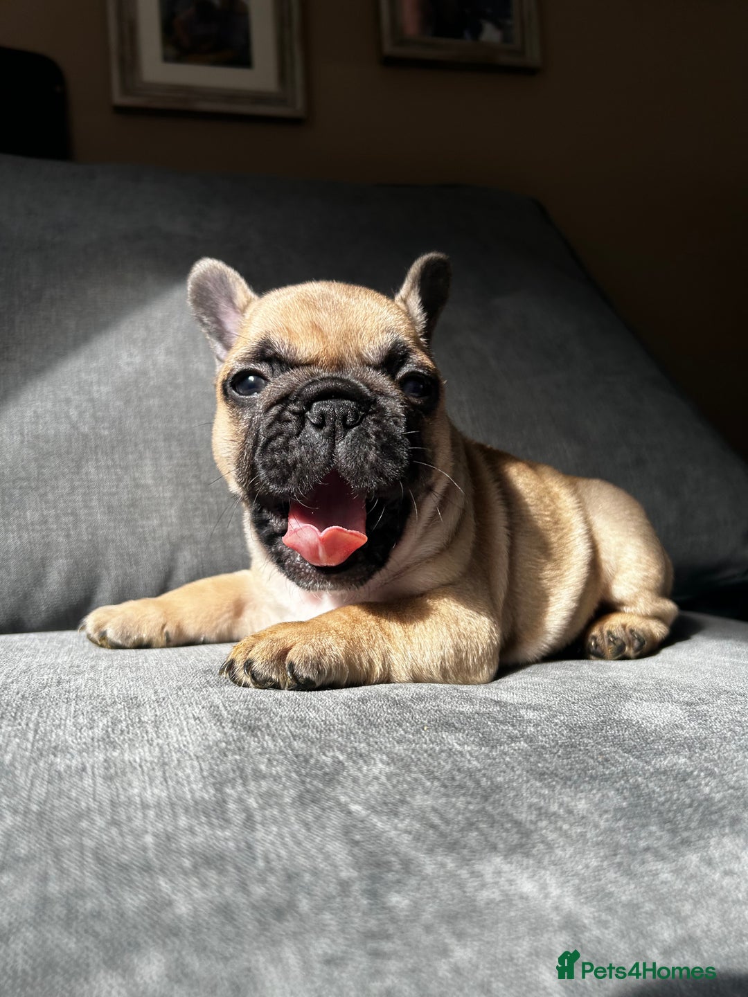 French Bulldog dogs for sale: KC wonderful French Bulldog puppies🐾 - Image 13