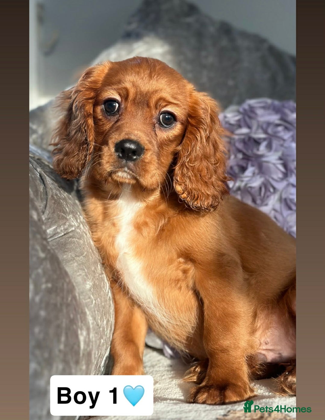 Cavalier King Charles Spaniel dogs for sale: Stunning KC registered Cavalier Pups - Advert 3