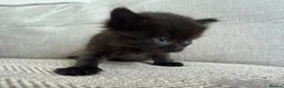 British Shorthair cats for sale: Beautiful British Shorthair Cross Kittens 🐾 - Advert 14