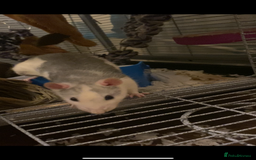 Rat rodents for sale: 2 friendly male rats  - Image 5