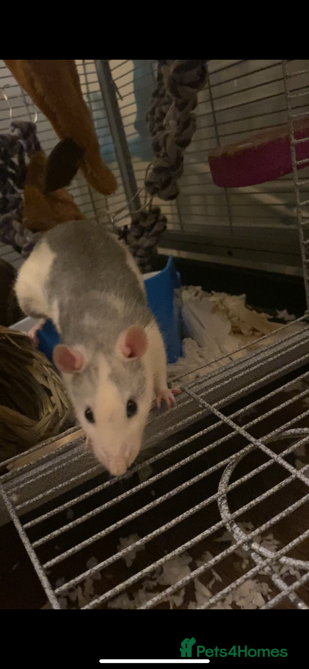 Rat rodents for sale: 2 friendly male rats  - Image 5
