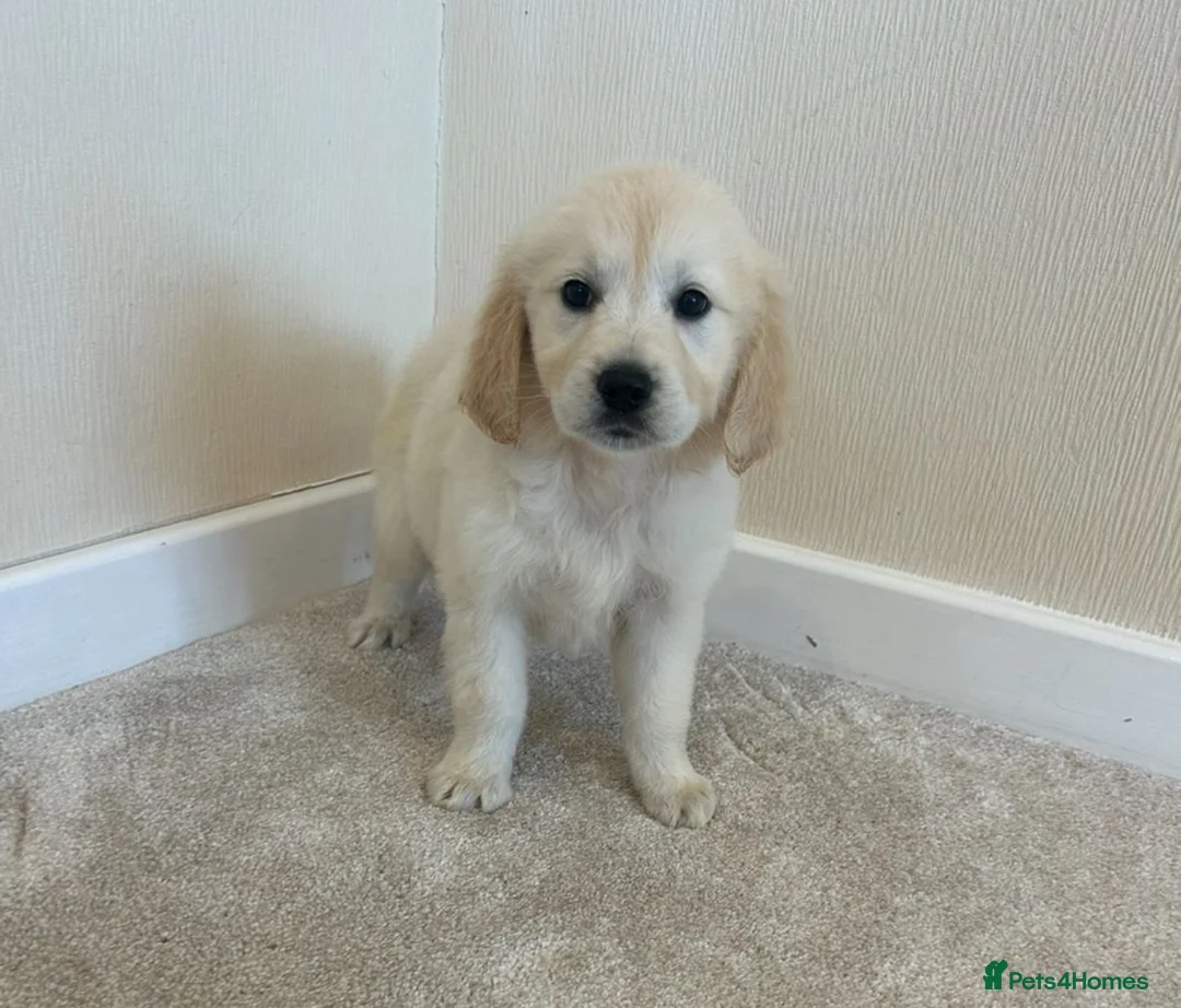 Golden Retriever dogs for sale: Golden retriever puppies - Advert 2