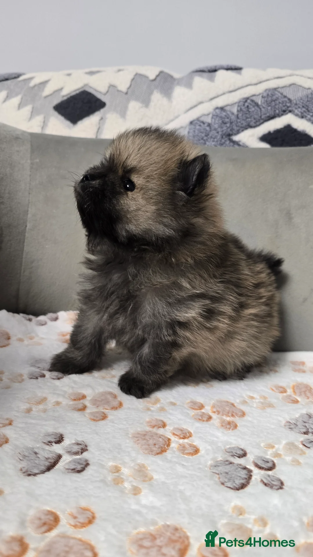 Pomeranian dogs for sale: Stunning teddy faces puppys - Advert 7