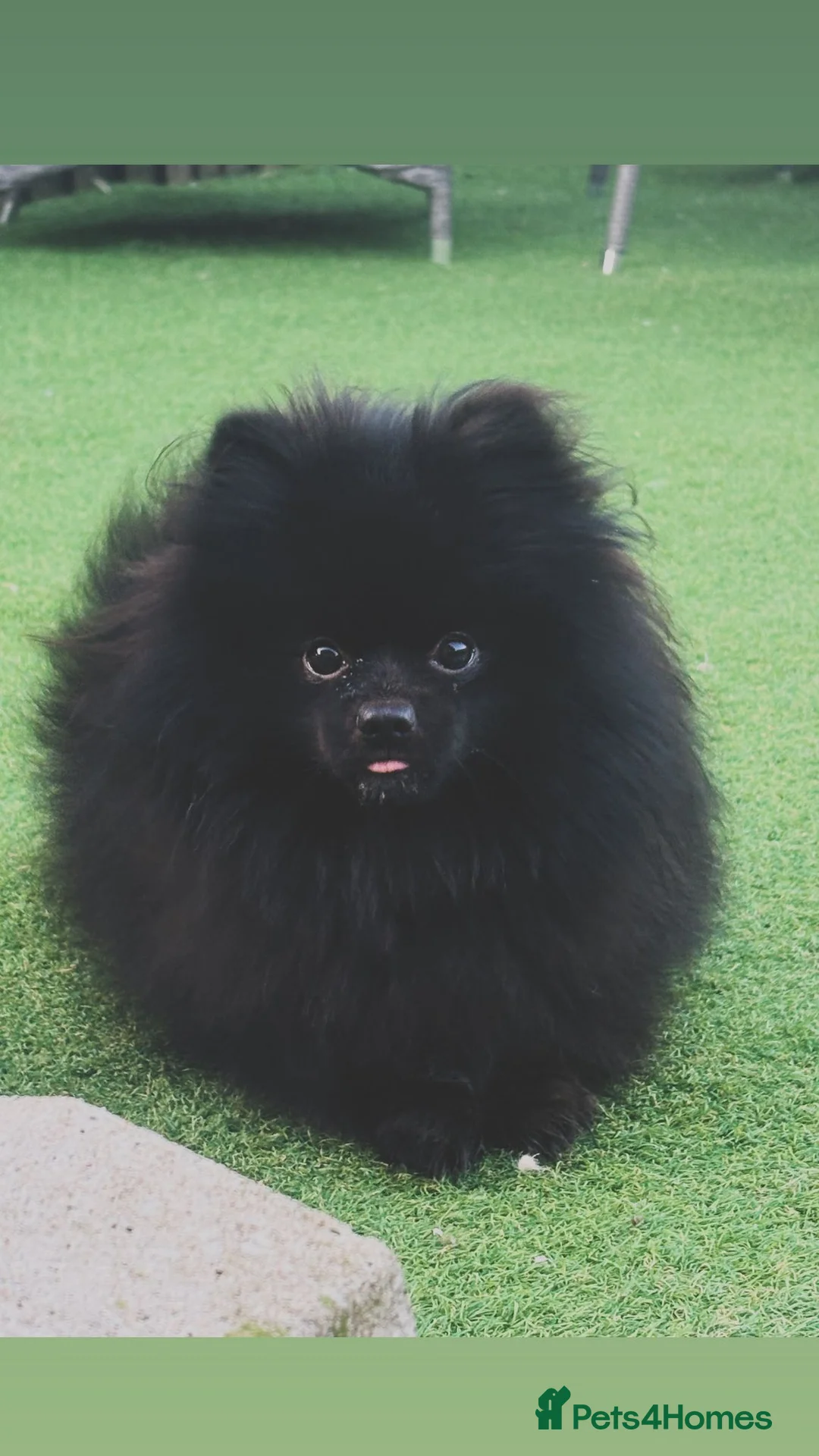 Pomeranian dogs for sale: Pretty cute Pomeranians  - Advert 26