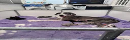 Great Dane dogs for sale: Gorgeous litter of kc registered Dane puppy's  - Advert 31