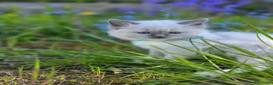 Ragdoll Kitten 5 Minty now Sky blue