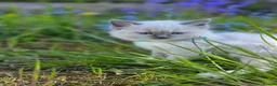 Ragdoll cats for sale: Zamir Ragdoll Family - Advert 10