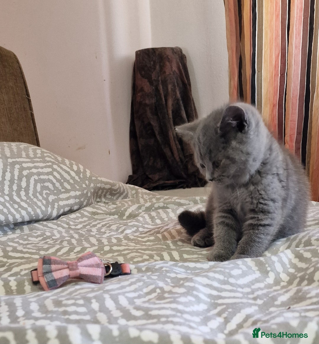 British Shorthair cats for sale: pure British short-hair ready for loving home in Doncaster - Image 34