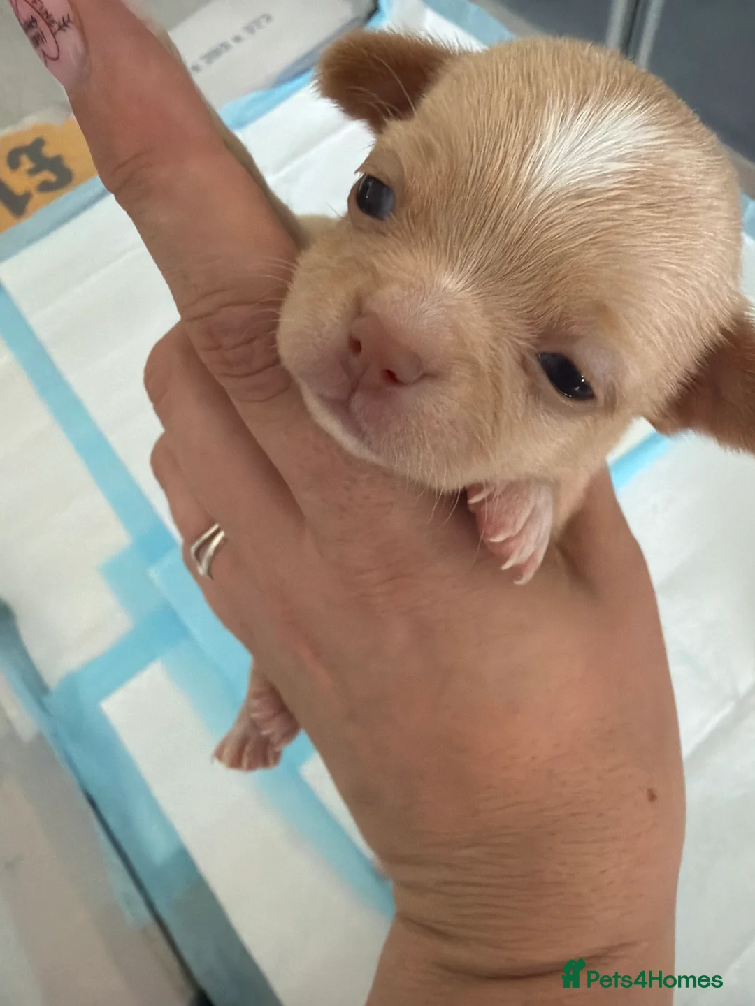 Chihuahua dogs for sale: 1 male long-haired blue pup ready next week! - Advert 15