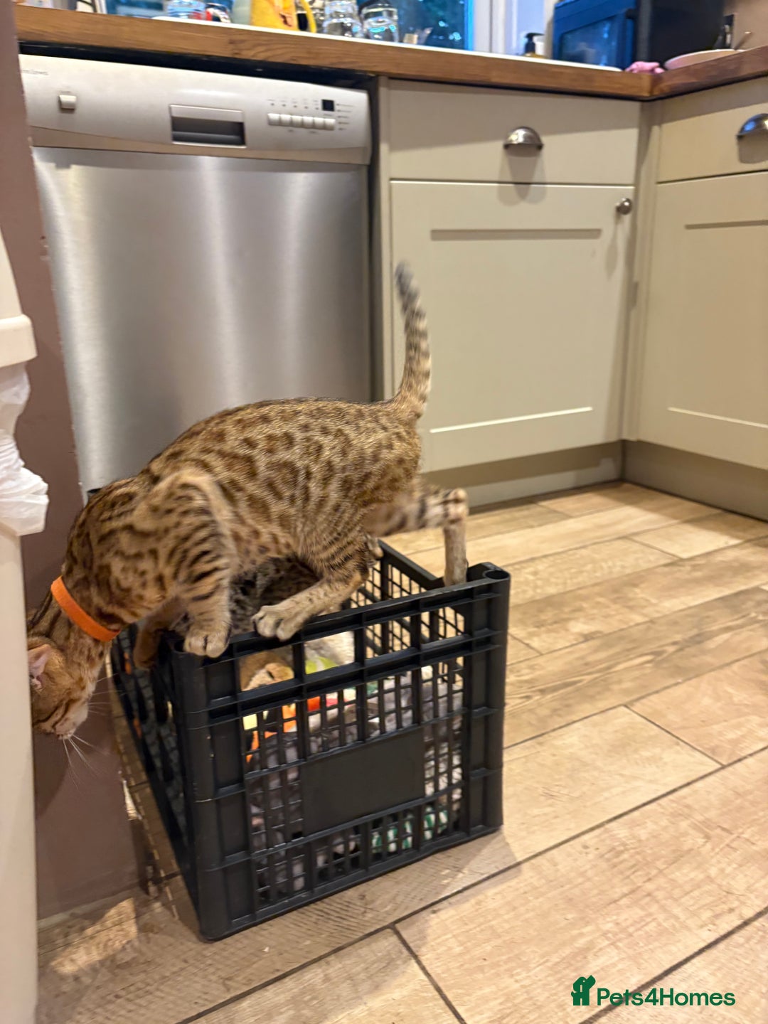 Bengal cats for sale: Bengal cubs for sale  - Image 5