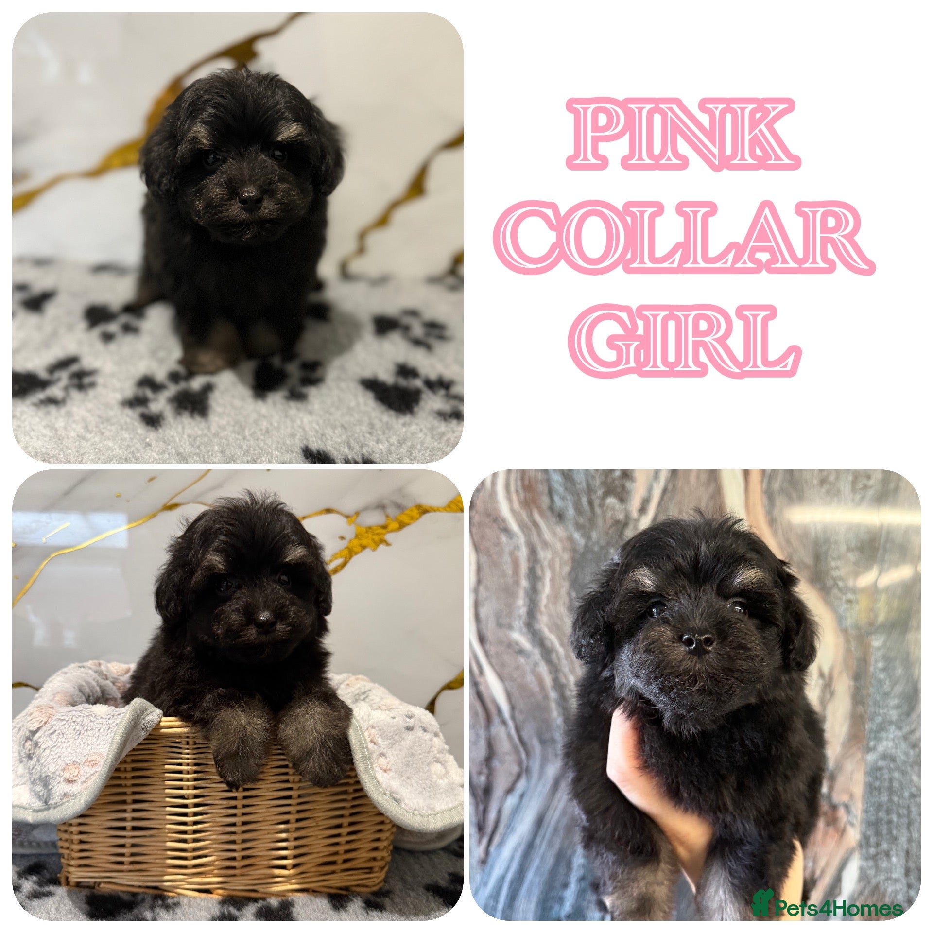 Schnoodle dogs 💫 LAST TWO GIRL DNA CLEAR FLUFFY SCHNOODLES 💫 - Advert 2