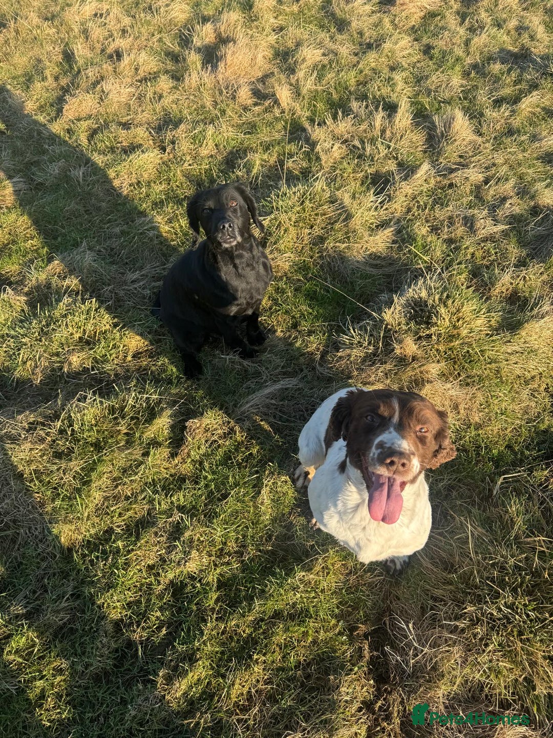Sprocker dogs for sale: Sprocker pups  - Image 10